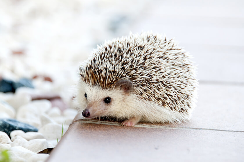hedgehog-animal-baby-cute-50577